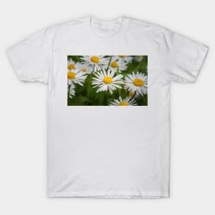 Closeup white daisies T-Shirt